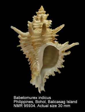 Babelomurex indicus.jpg - Babelomurex indicus (E.A.Smith,1899)